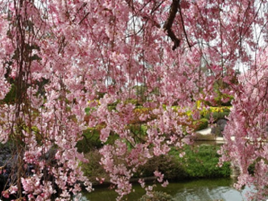Sakura Shiraz
